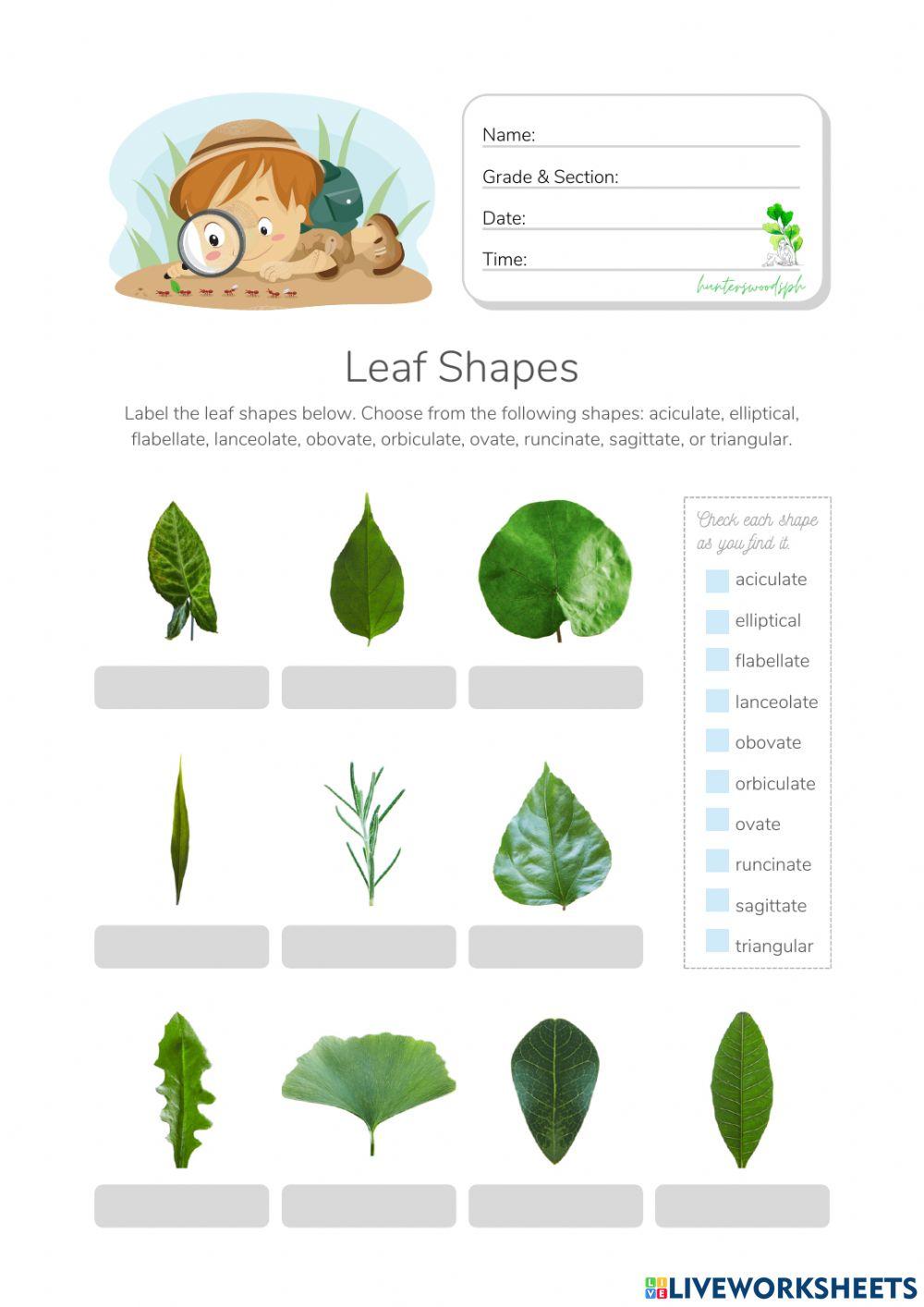 Leaf Shapes - HuntersWoodsPH.com Worksheet (Montessori Botany)