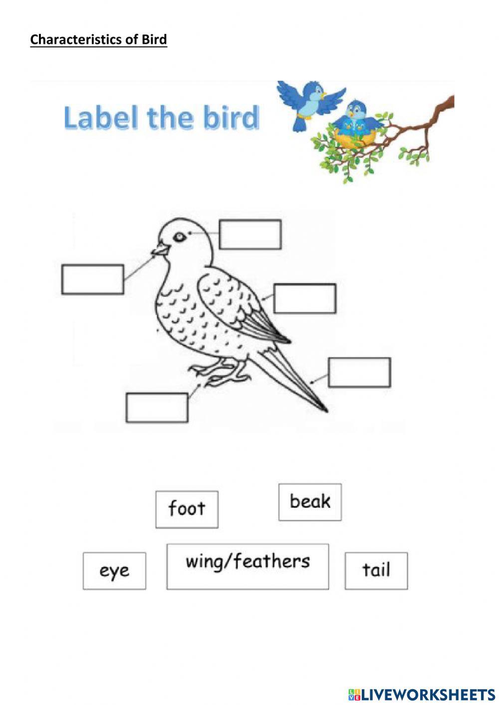 Characteristics of birds and amphibians worksheet