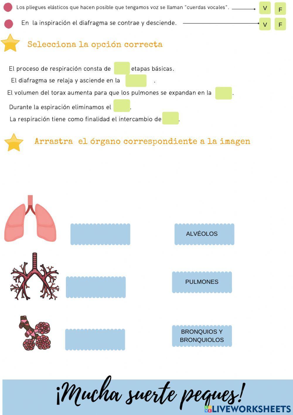 Sistema respiratorio