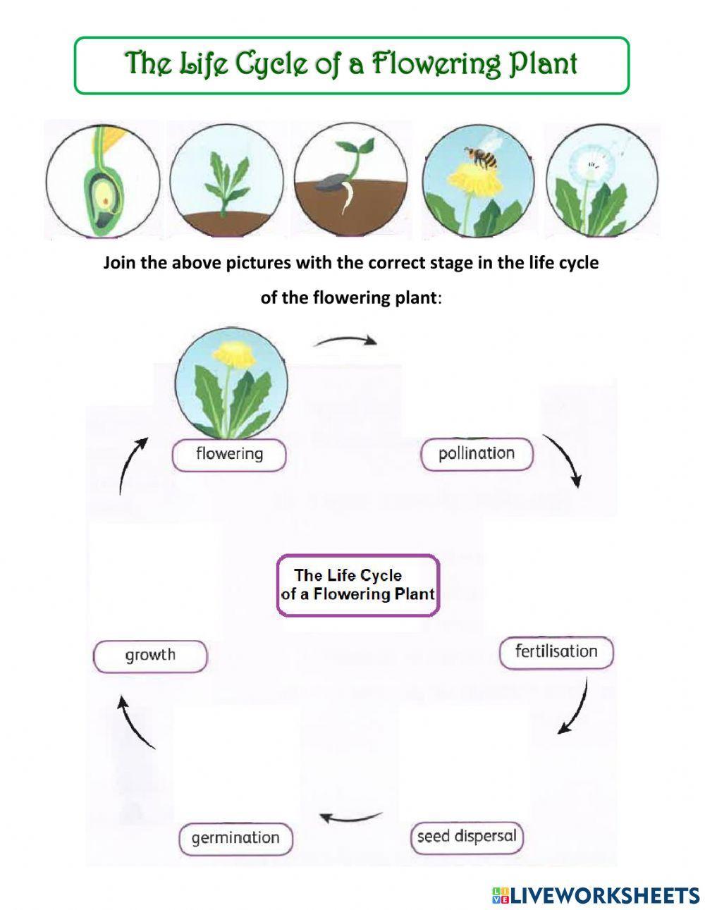 life cycle of a flowering plant