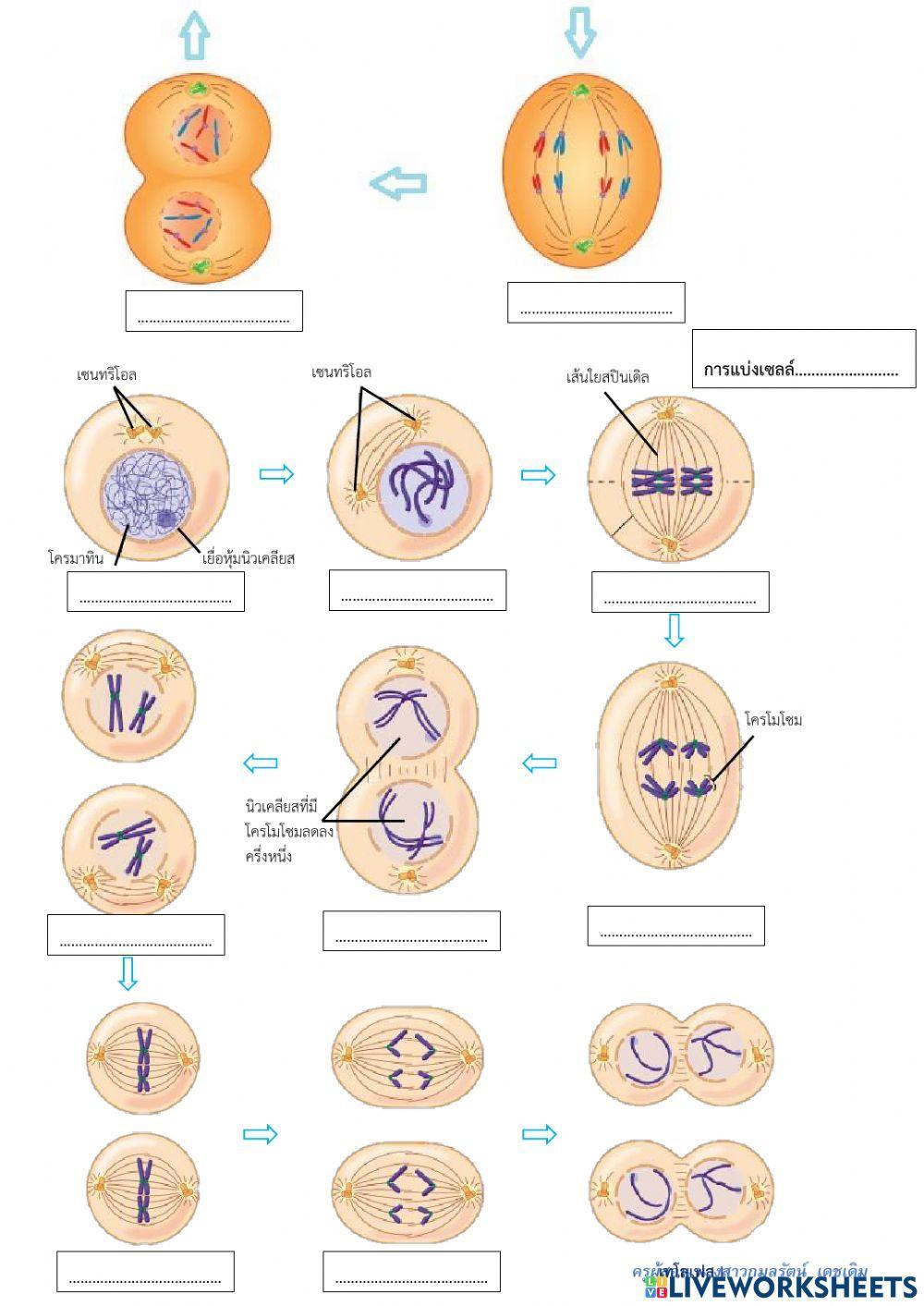 แบบทดสอบ บทที่ 3 การแบ่งเซลล์