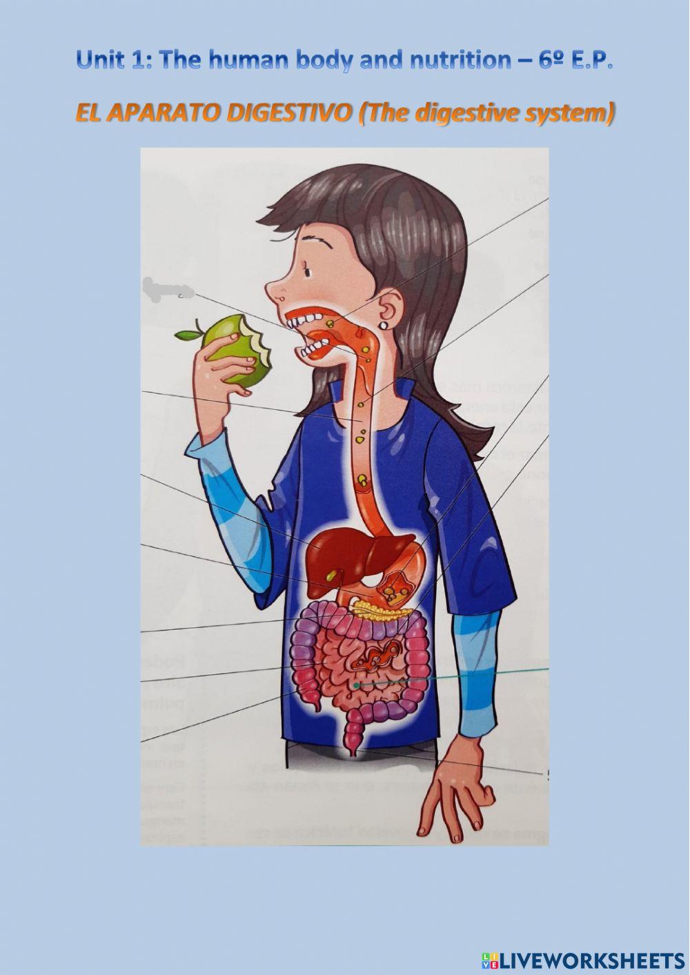 El aparato digestivo