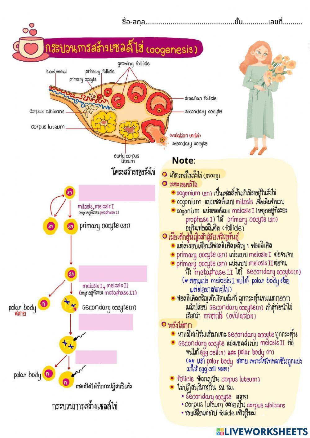 การสร้างเซลล์สืบพันธุ์ 6-1