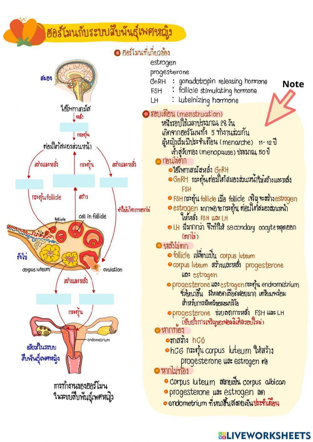 การสร้างเซลล์สืบพันธุ์ 6-1