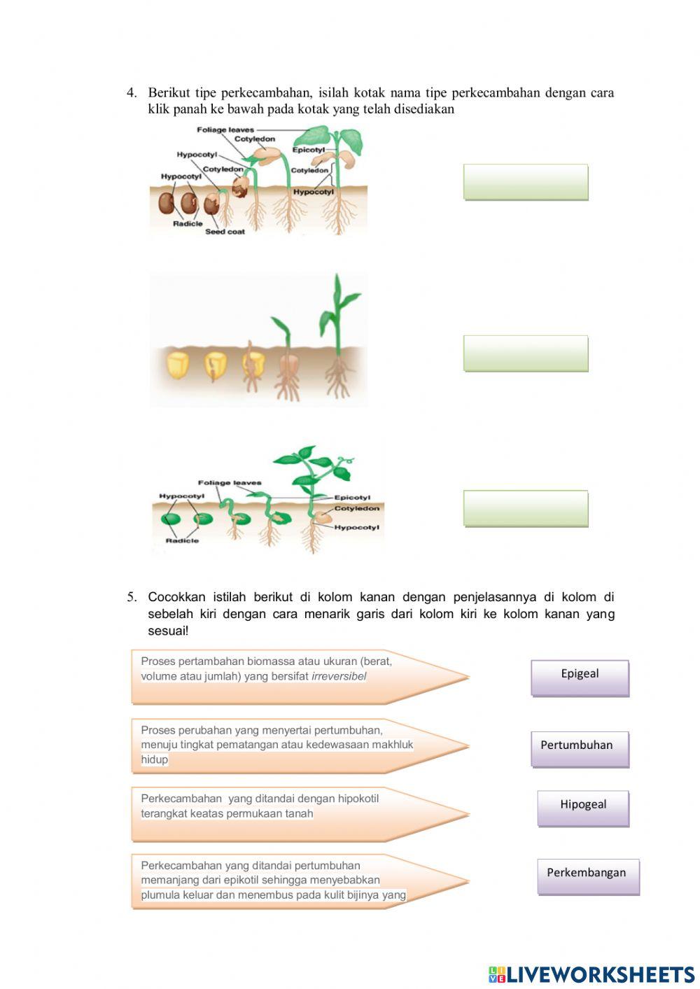 Struktur Biji Dan Perkecambagan