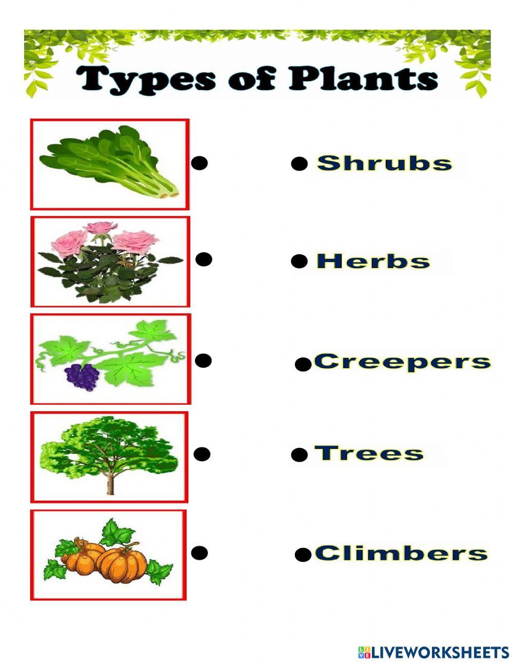 Types of Plants