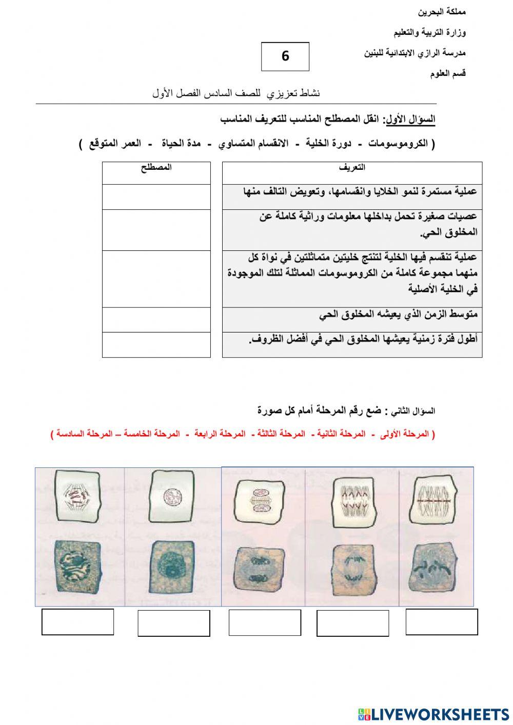 الأنقسام المتساوي