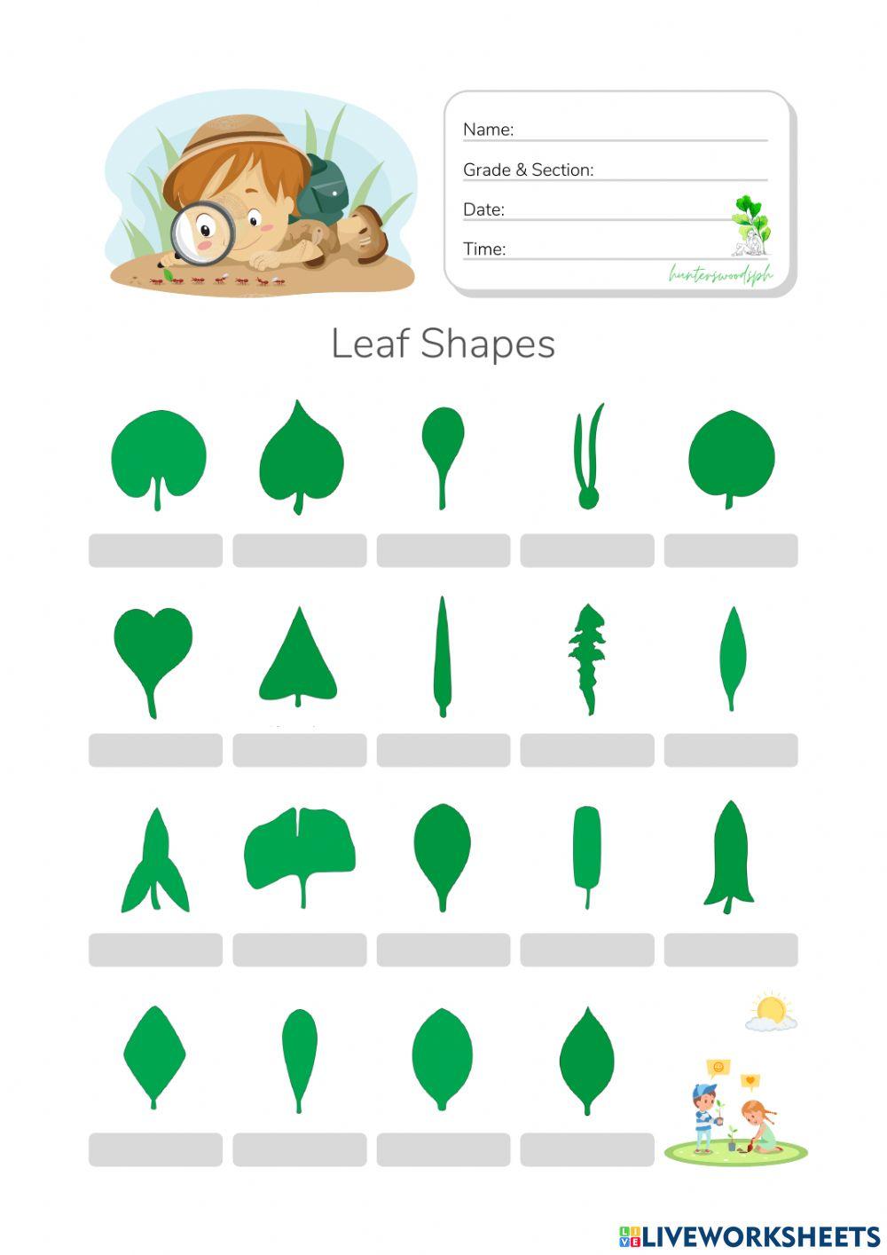 Leaf Shapes - HuntersWoodsPH.com Montessori Botany Worksheet