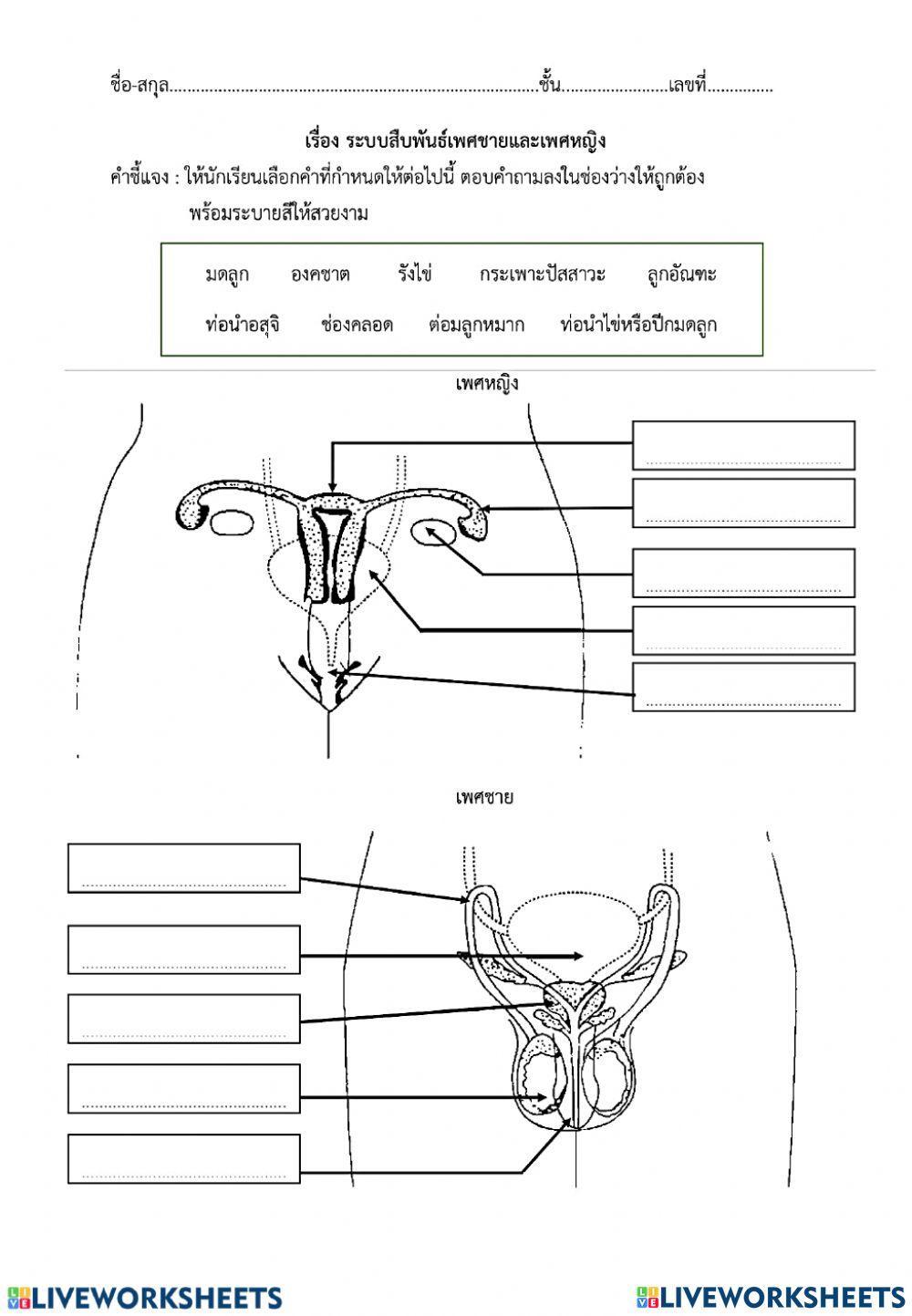 ระบบสืบพันธุ์