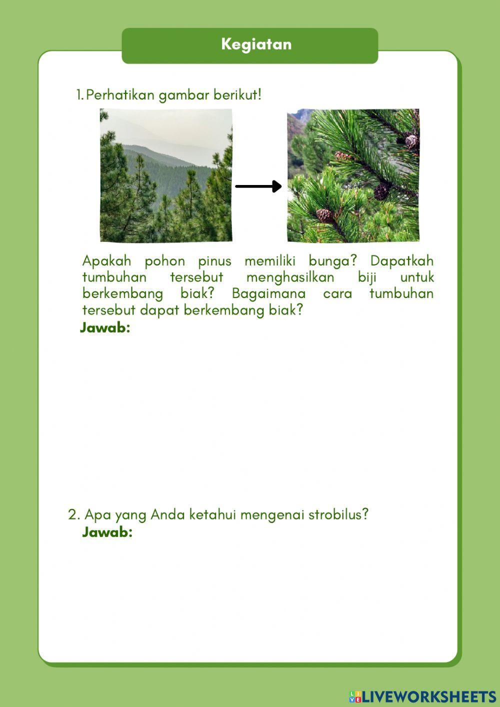 LKPM Perkembangbiakan Tumbuhan Gymnospermae