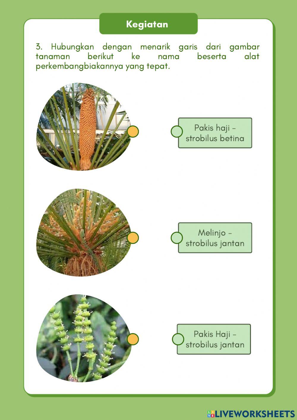 LKPM Perkembangbiakan Tumbuhan Gymnospermae