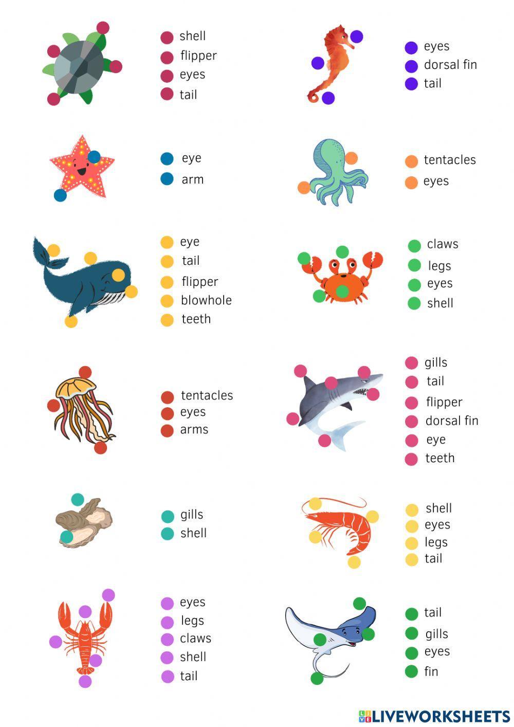 Ocean animals body parts