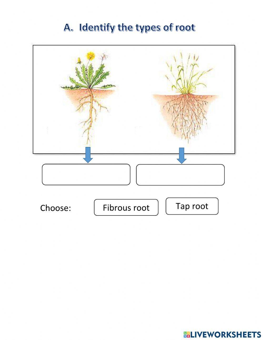 Types of root