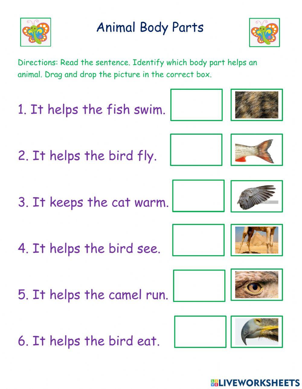 Animal Body Parts Butterfly Group