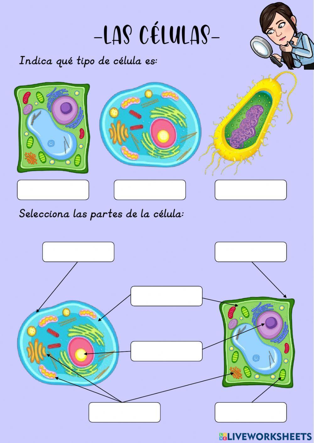 Las células