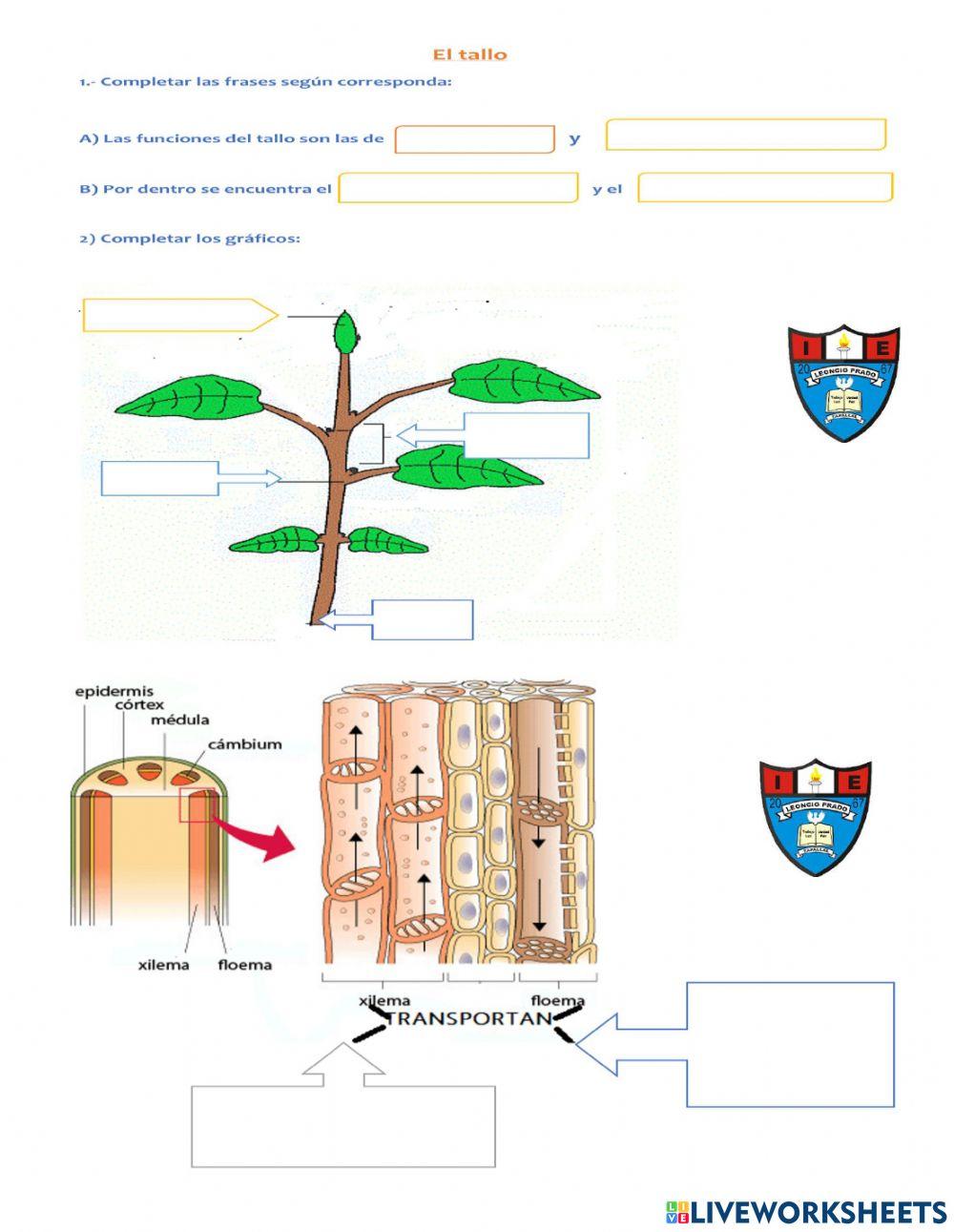 Las plantas: El Tallo.