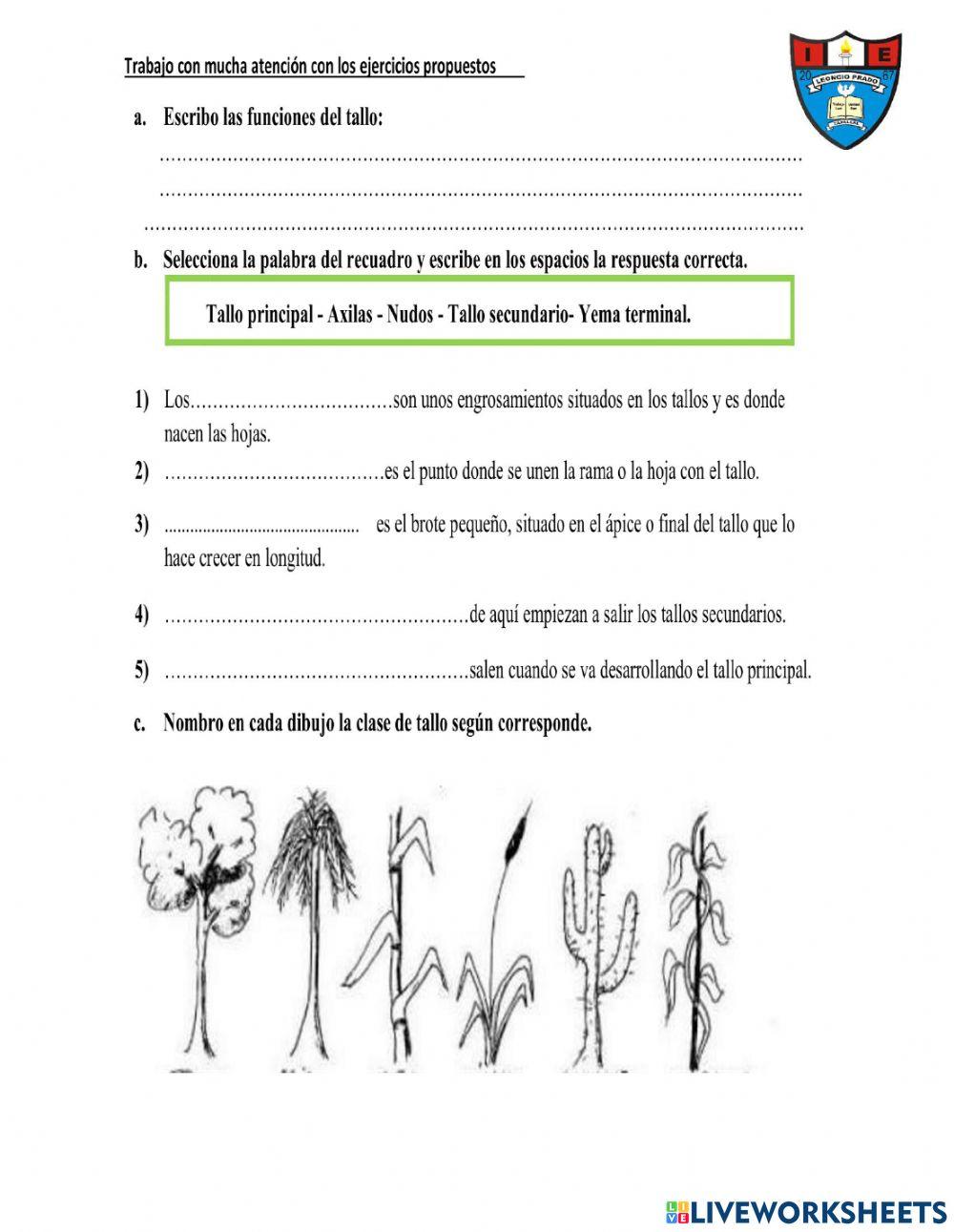 Las plantas: El Tallo.