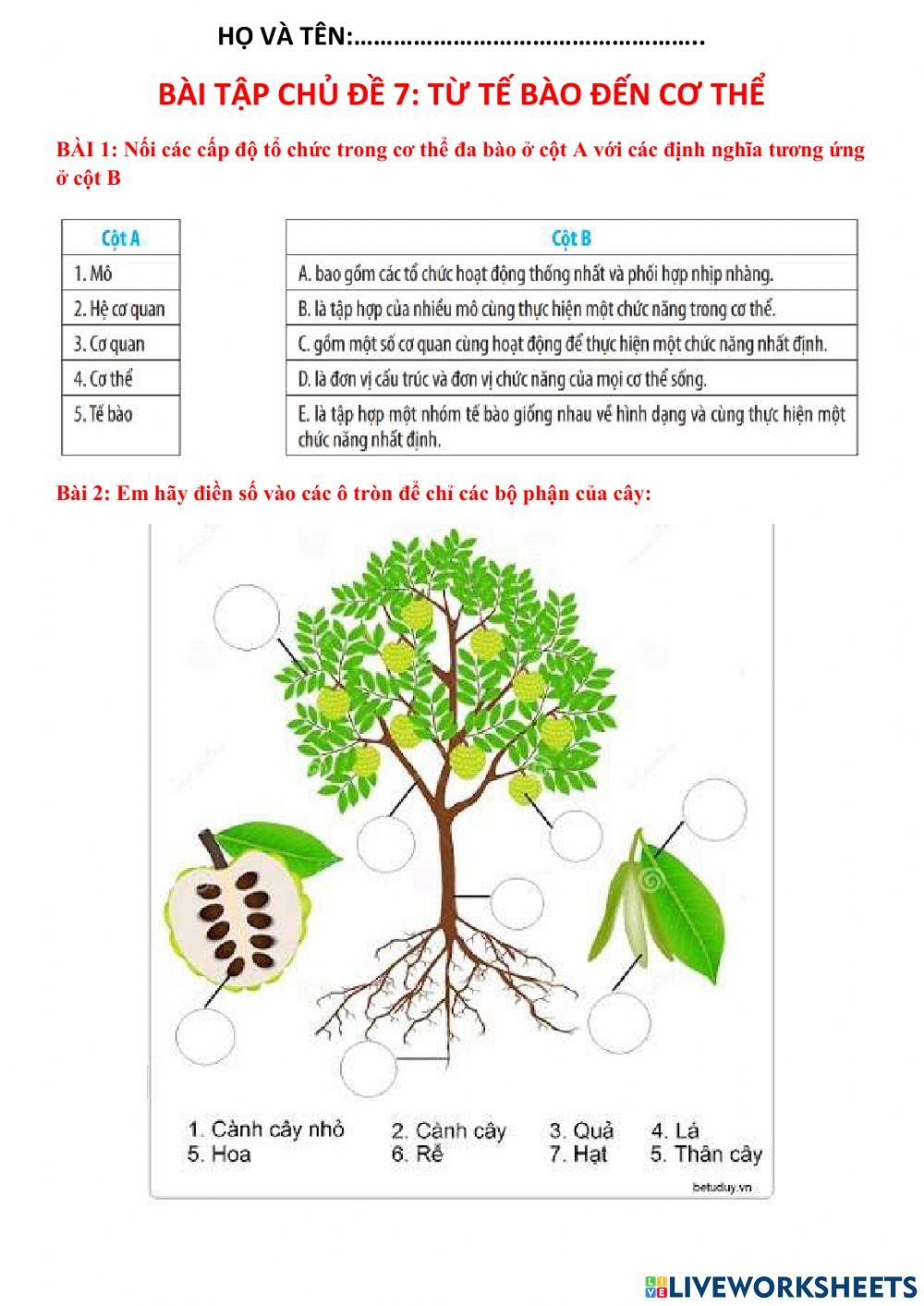 Ôn tập chủ đề 7