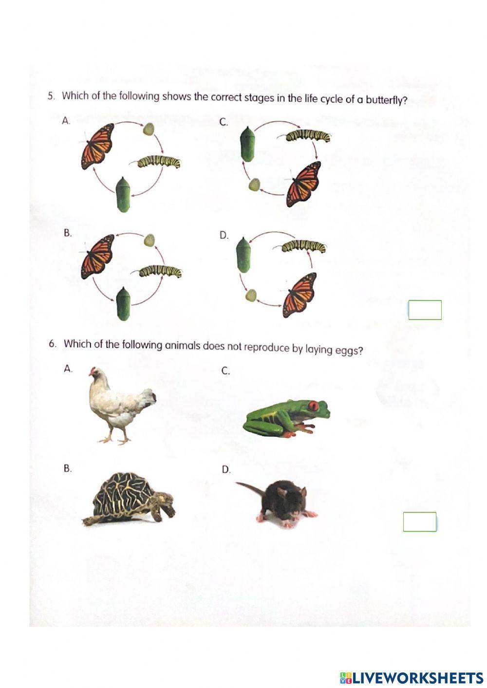 Lifecycles Unit Review