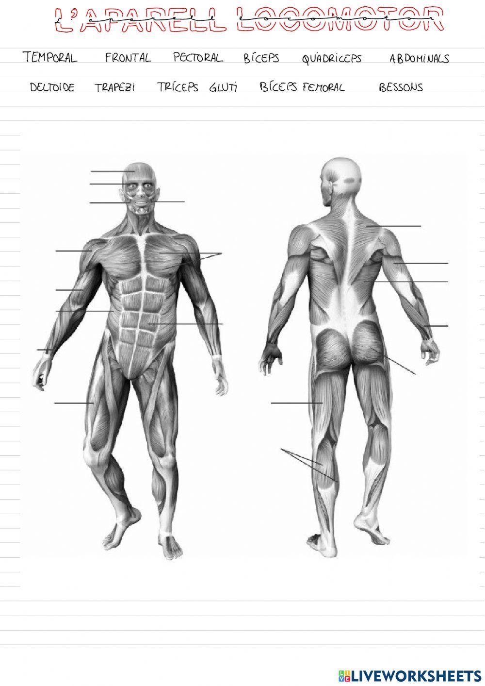Músculs del cos humà