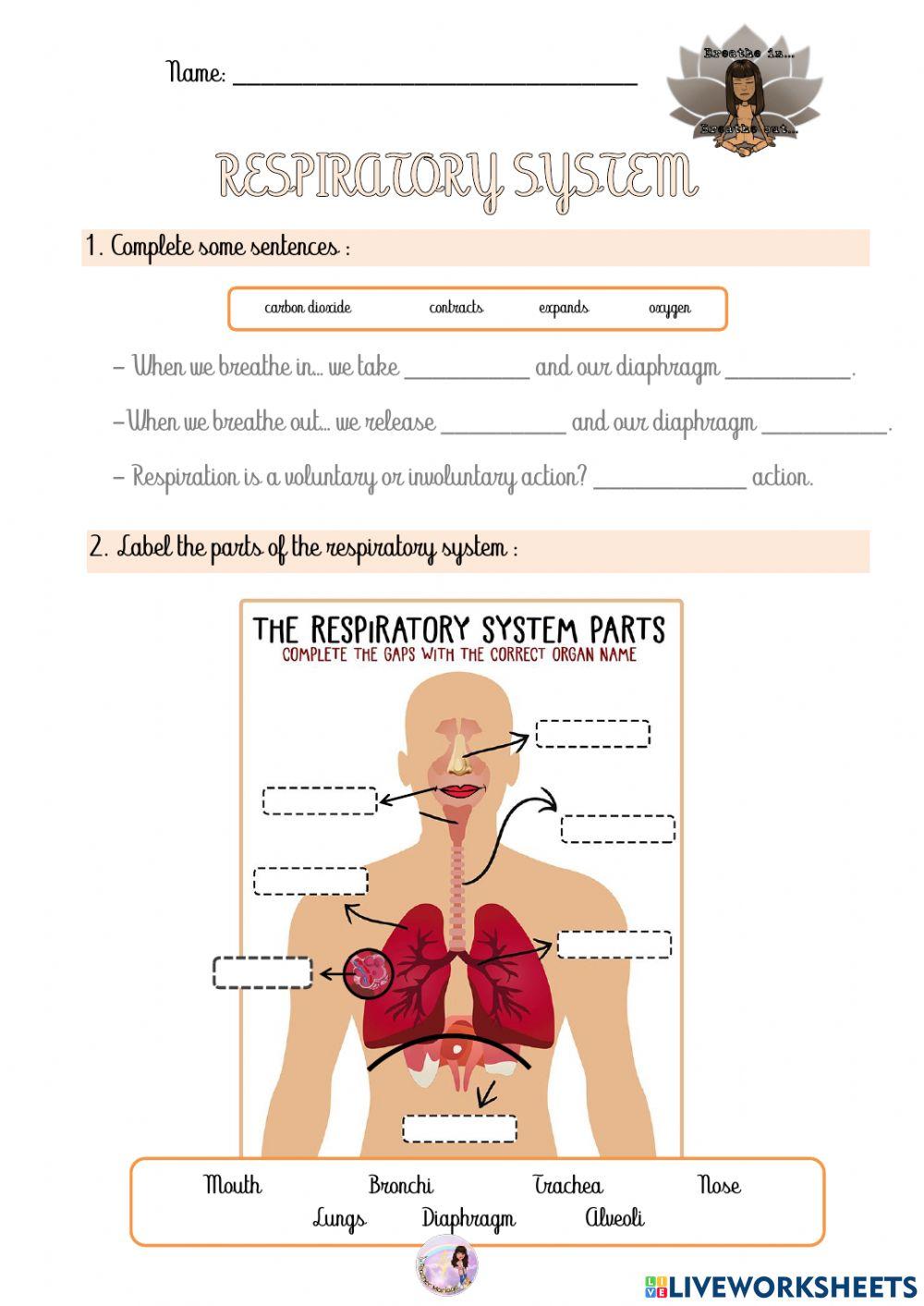 Respiratory system