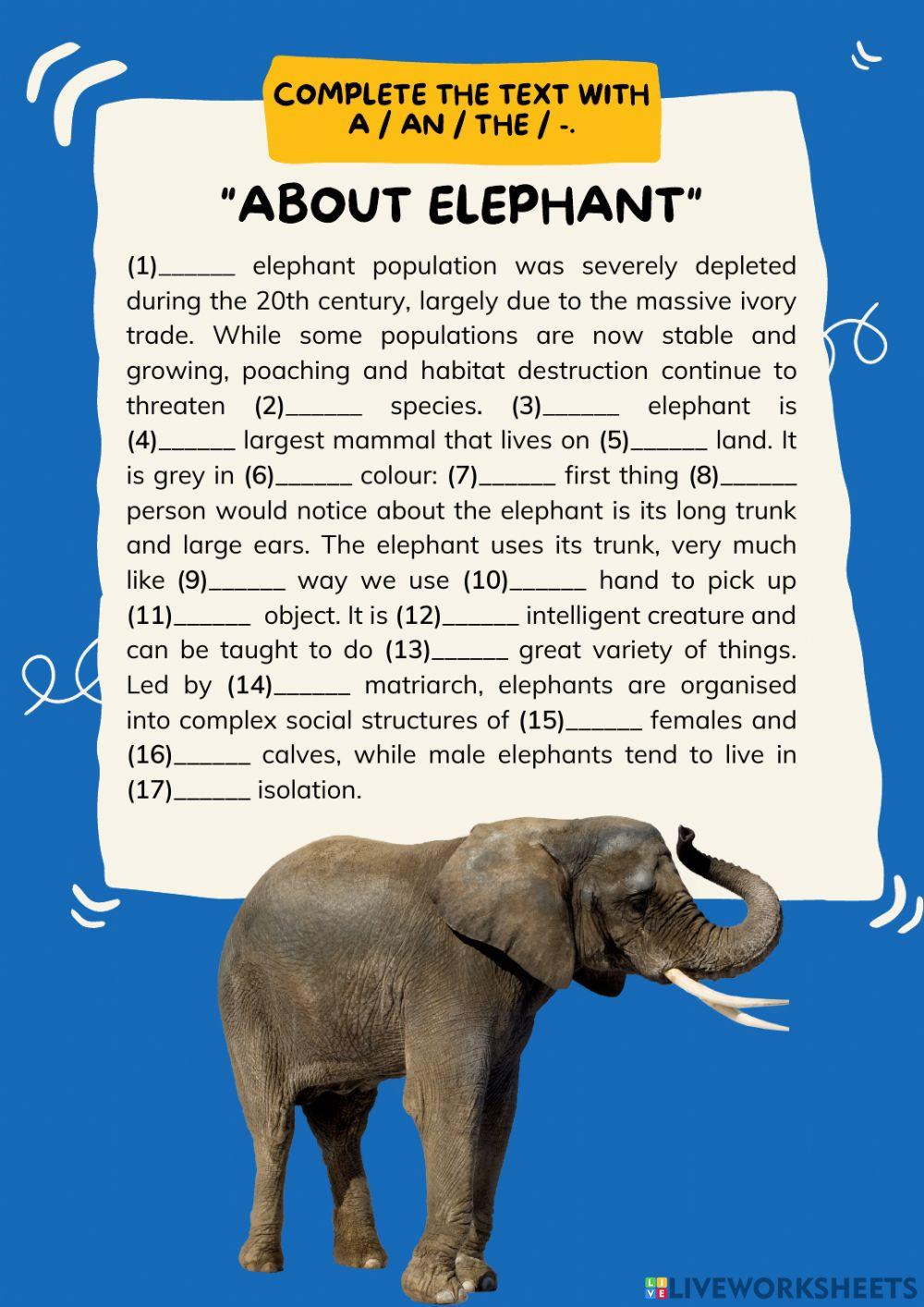 About Elephant