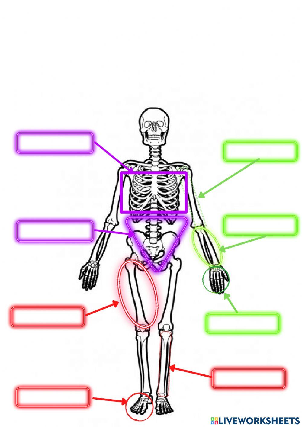 Mi cuerpo y el movimiento
