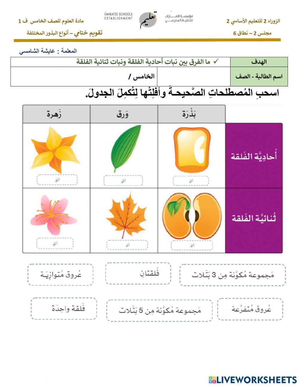 أنواع البذور