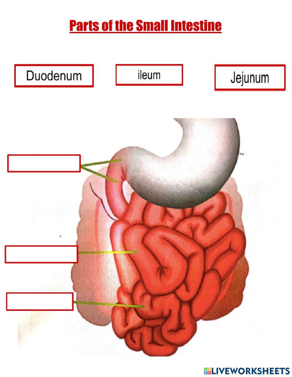 6736306 Parts of the Small Intestine Jessica Claudio