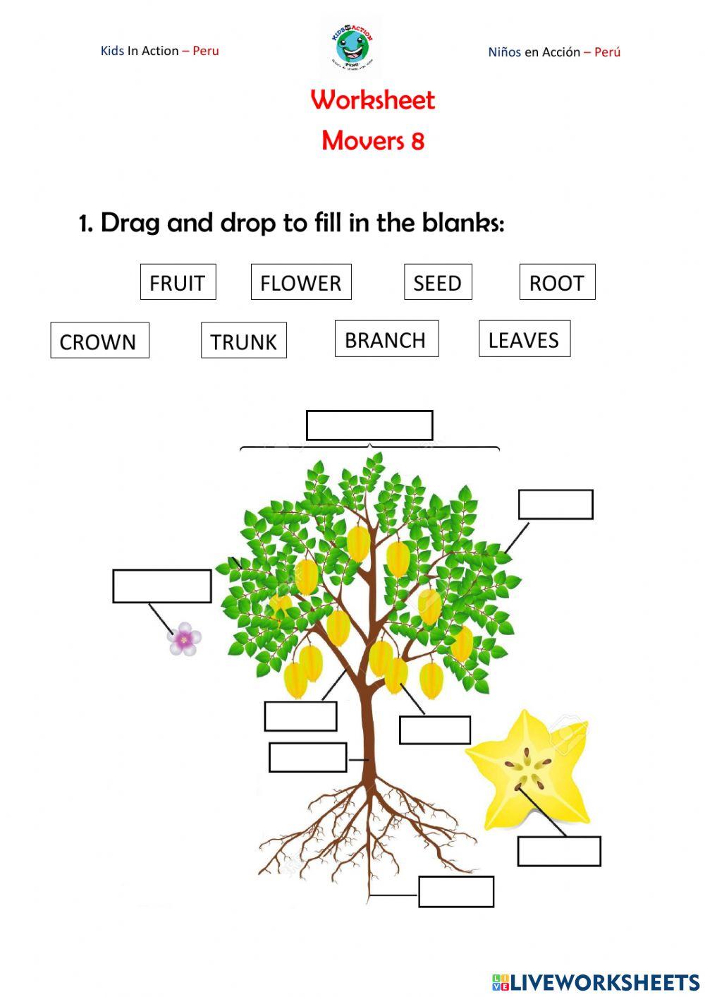 MOVERS 8 - Class 1 - The plants and trees