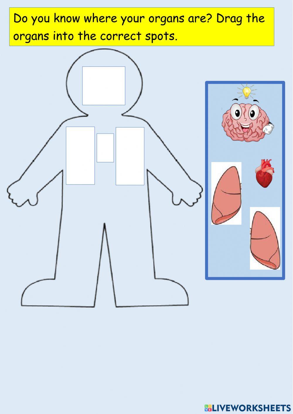 Brain, Heart, and Lungs