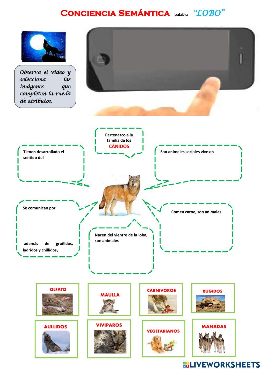 Conciencia Semántica palabra LOBO