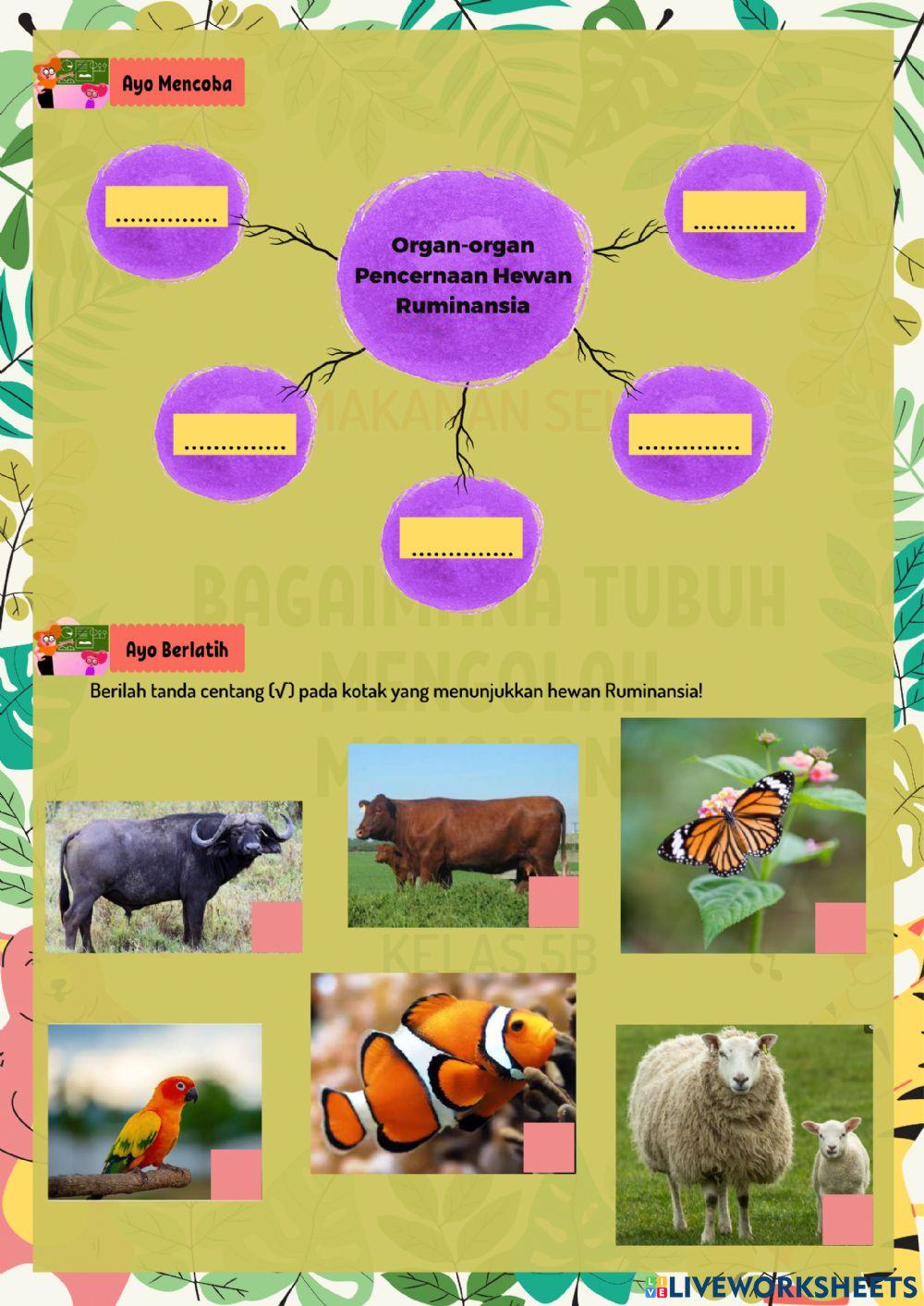 Organ Pencernaan Hewan