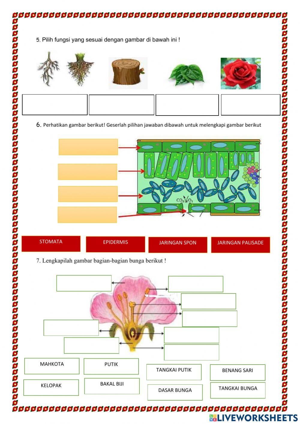 Struktur dan Fungsi Tumbuhan