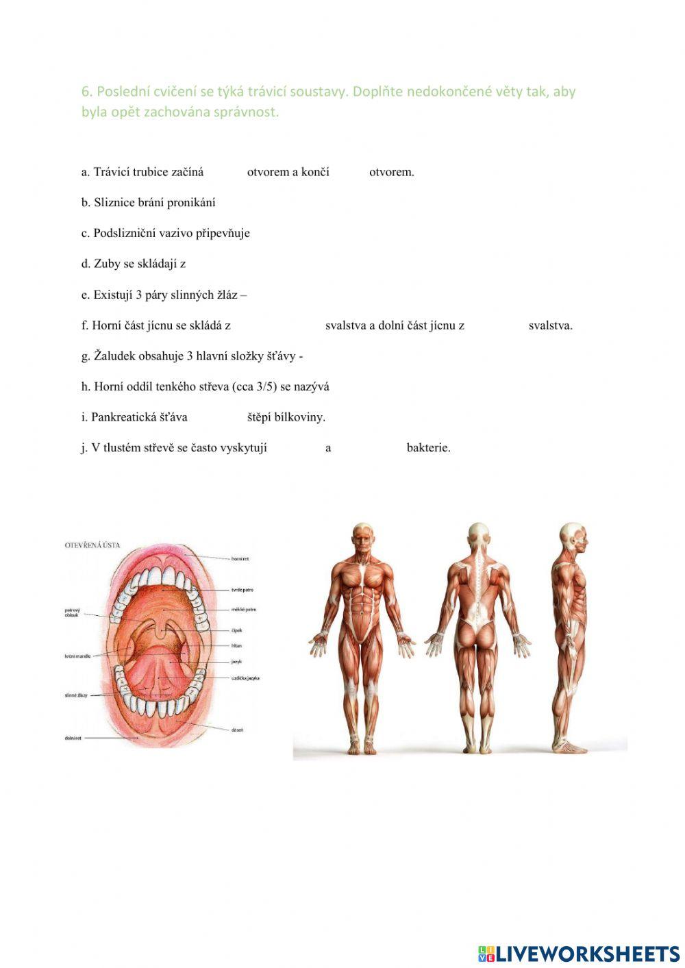 Pracovní list - anatomie