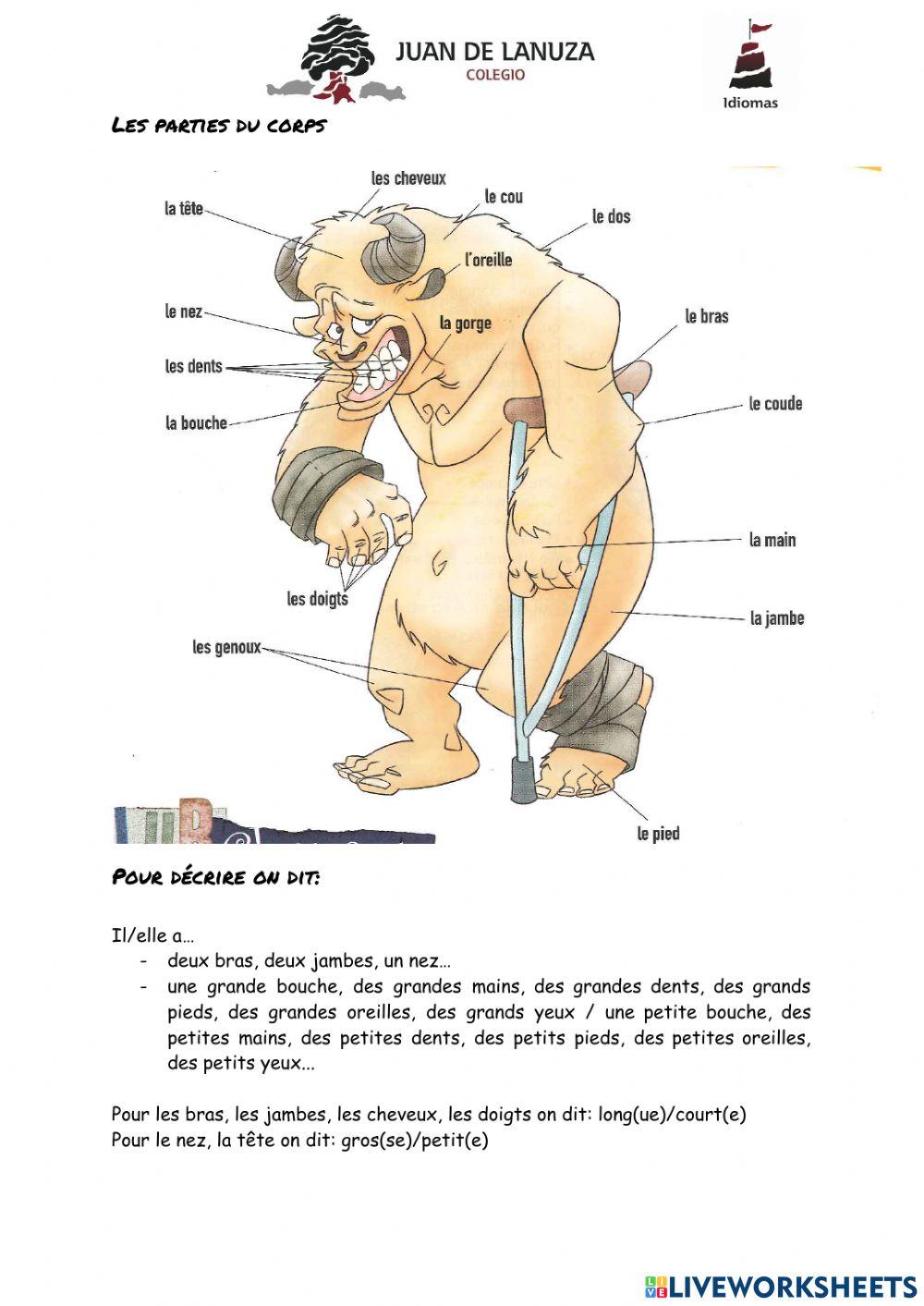 V5- Les parties du corps