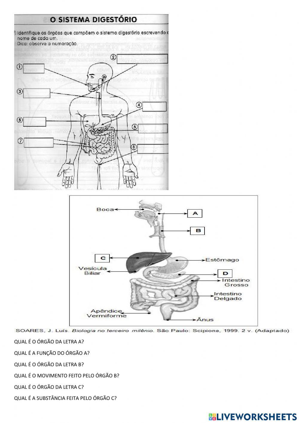 Revisão sist resp e digest
