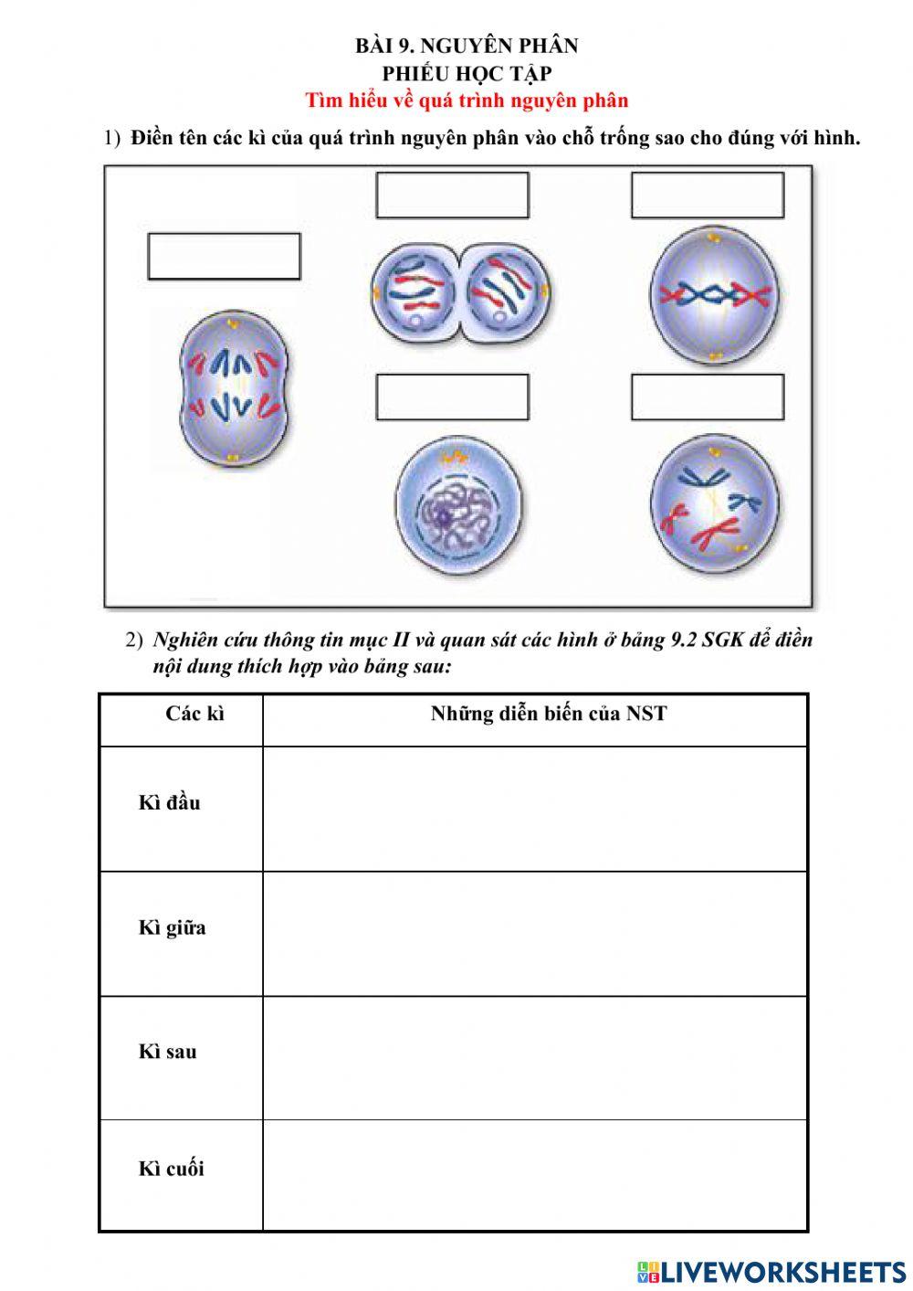 Bài 9. Nguyên phân