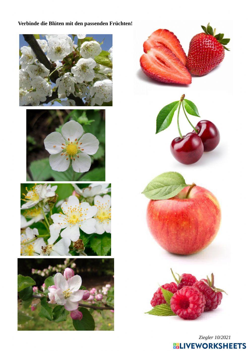 Zuordnung von Blüten und Früchten