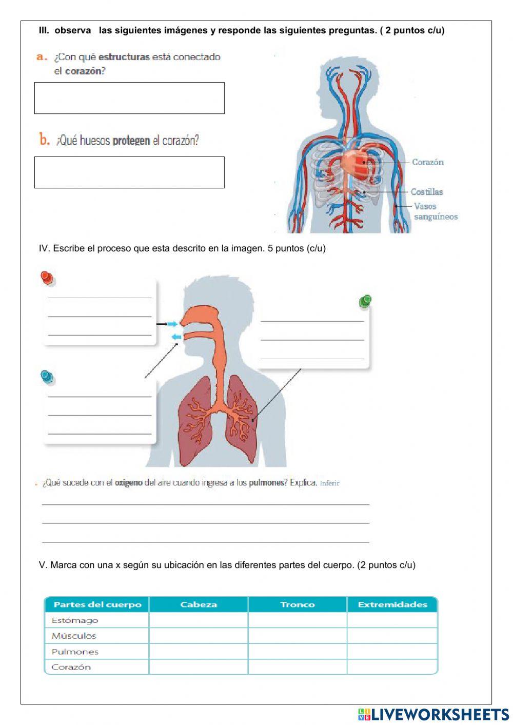 Evaluacion ciencias unidad 3