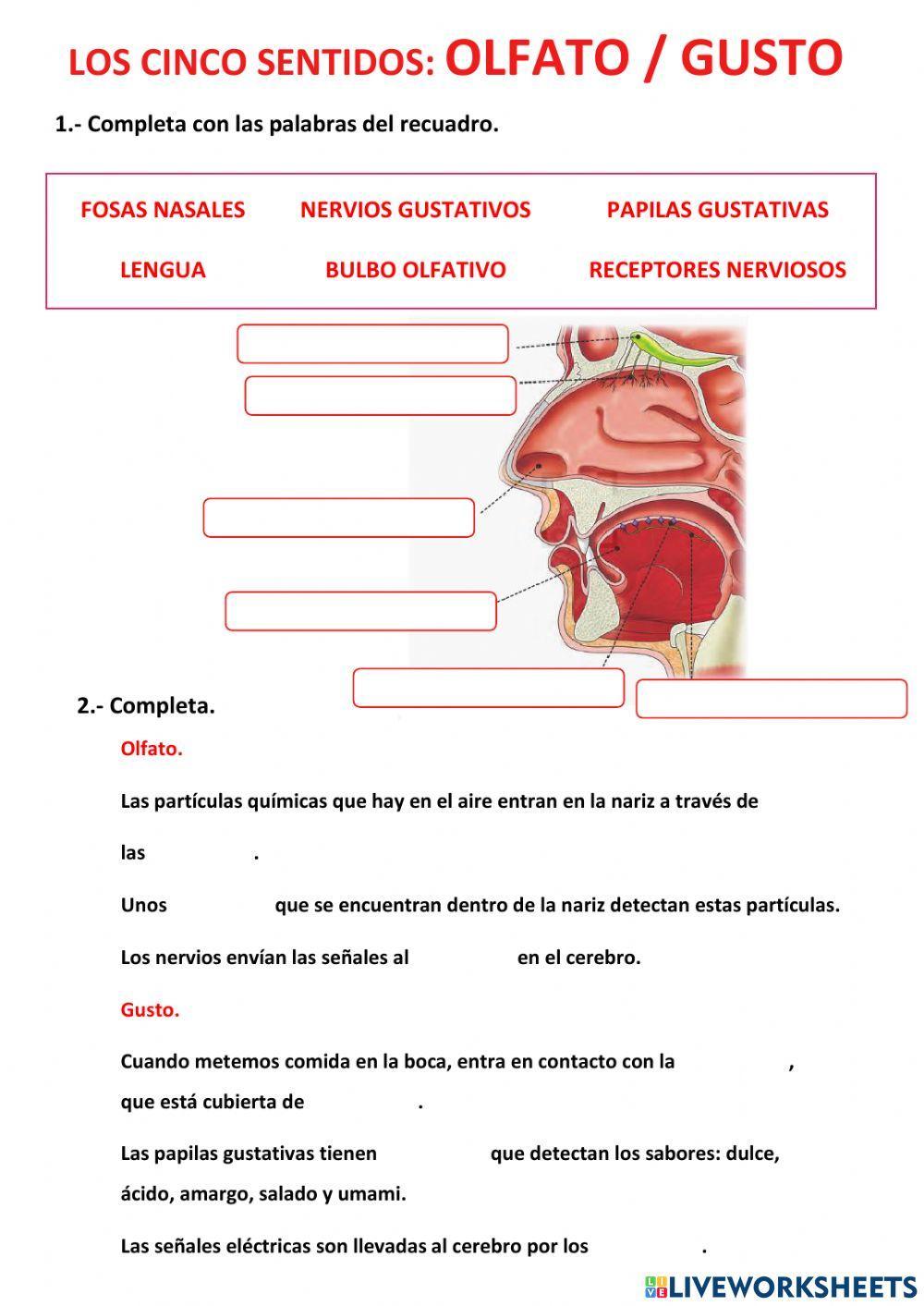 Los cinco sentidos: olfato y gusto.