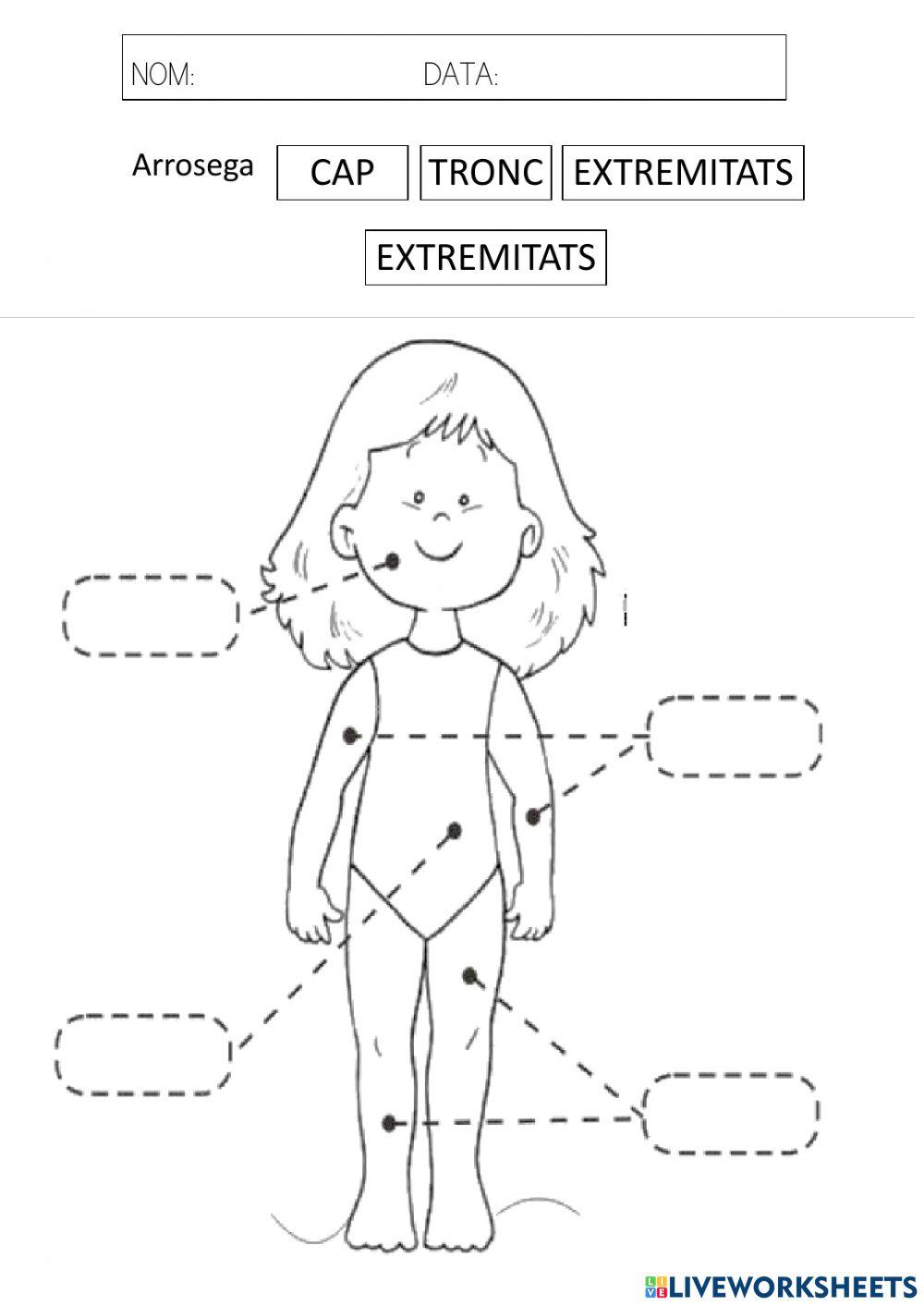 Parts del cos: cap, tronc i extremitats