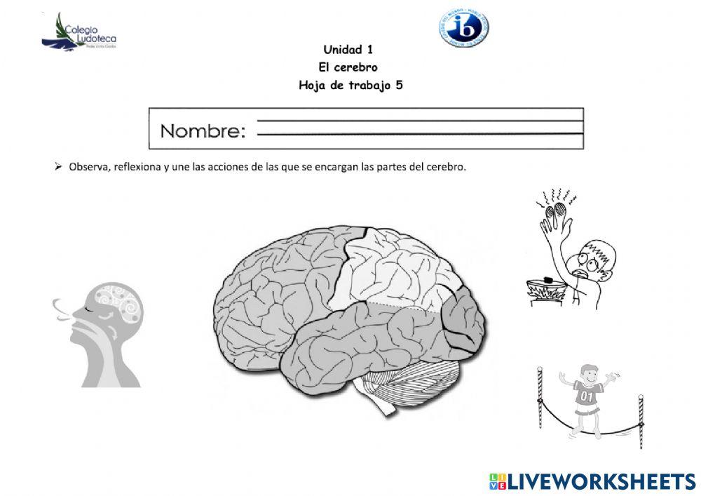 El cerebro El cerebro