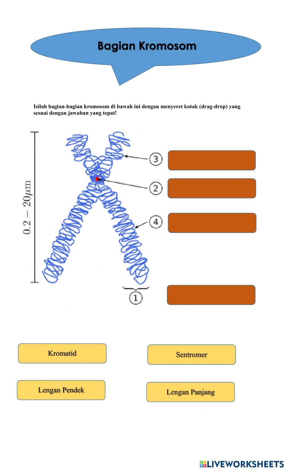 Lkpd 1 bab.3 pewarisan sifat