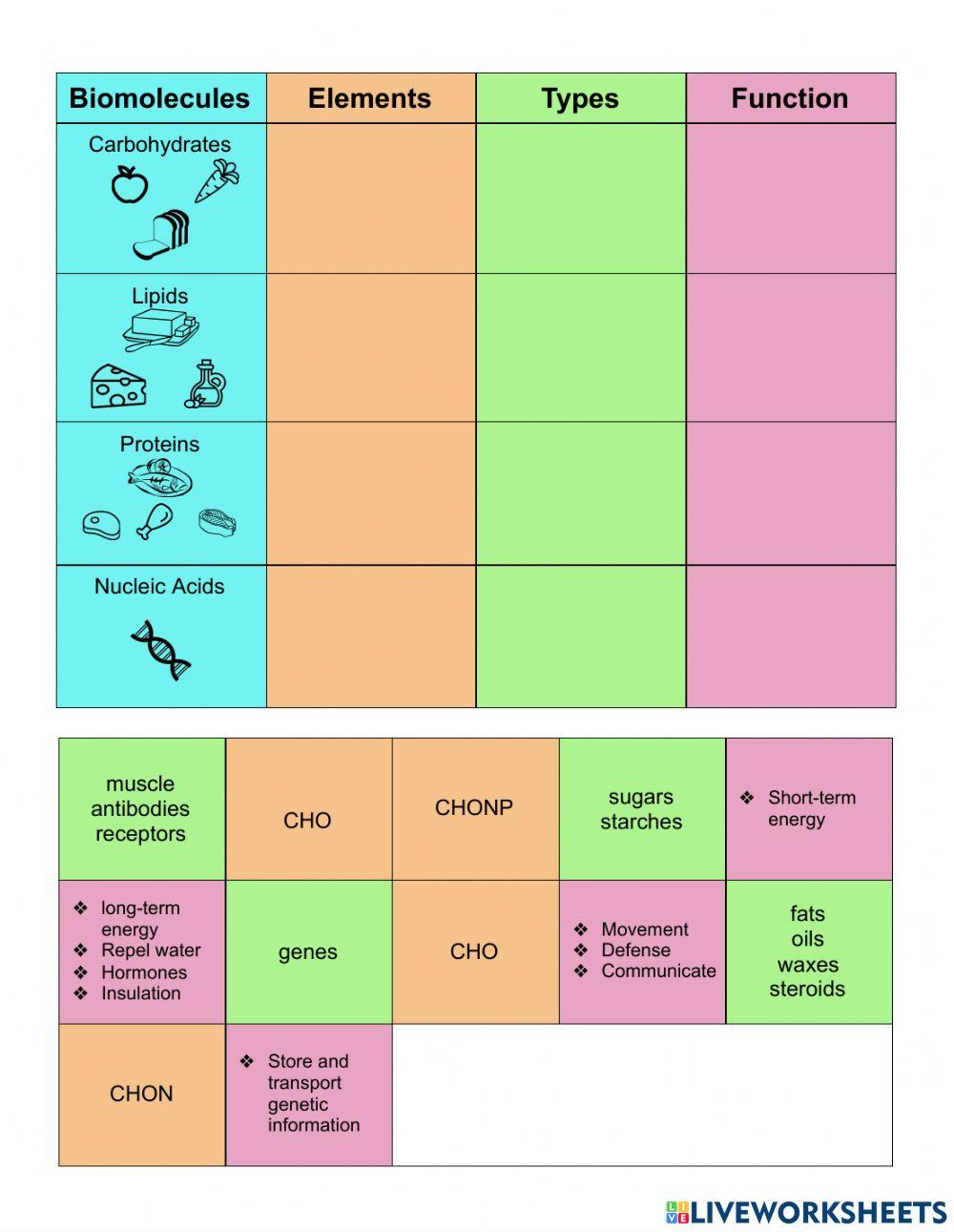 5197031 Biomolecules Chart SReece LiveWorksheets