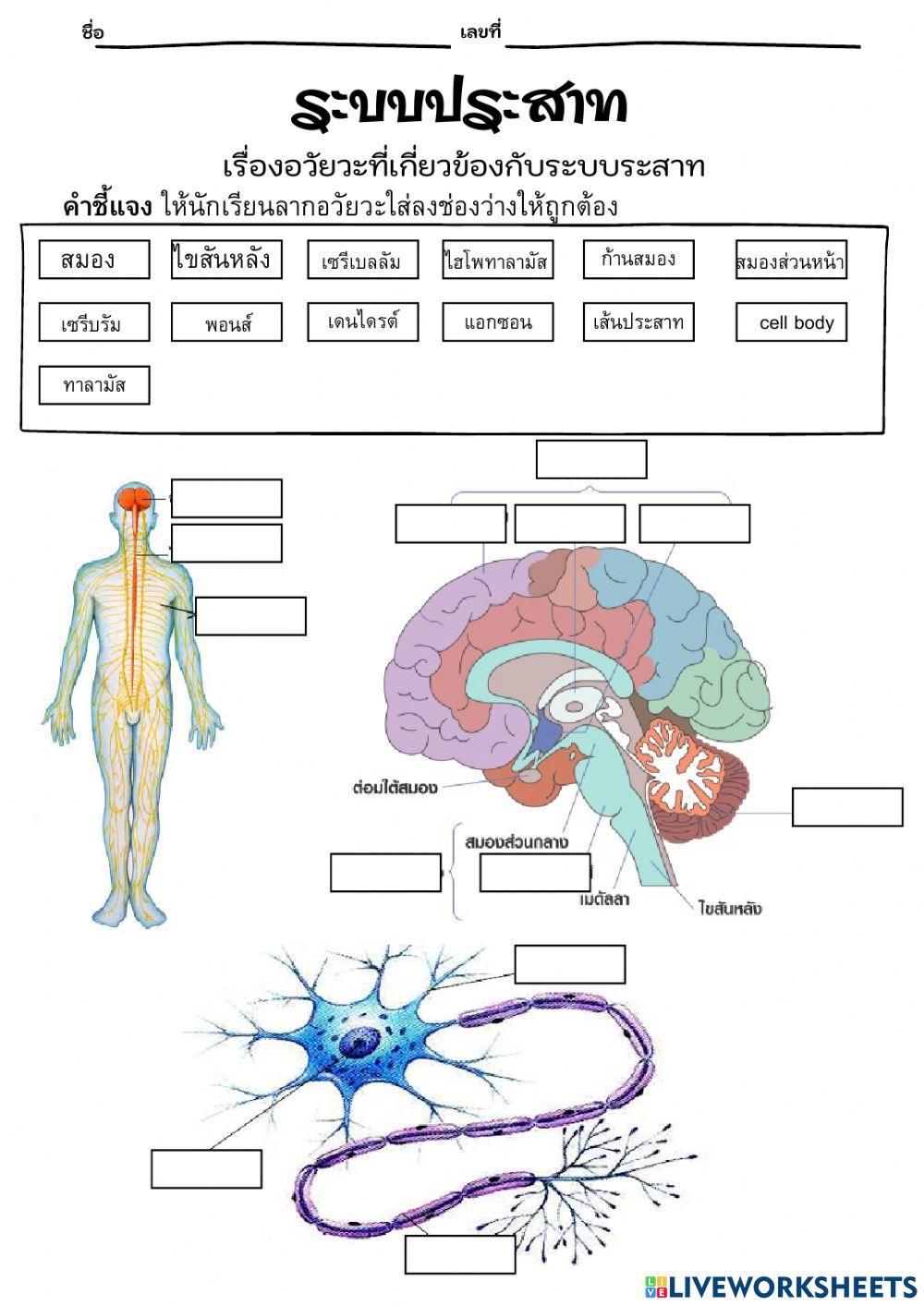 อวัยวะเกี่ยวกับระบบประสาท