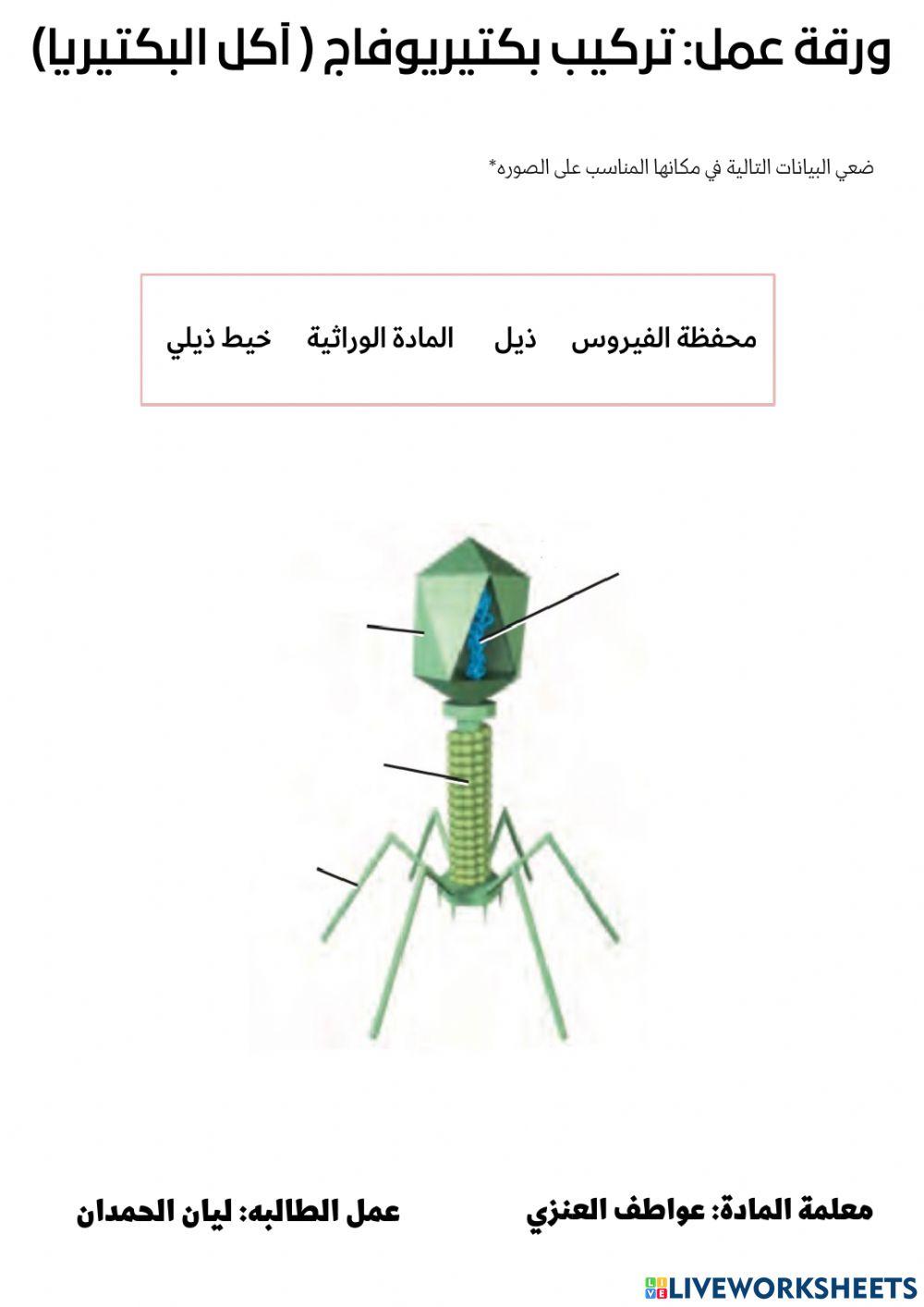 ( تركيب بكتيريوفاج ( آكل البكتيريا