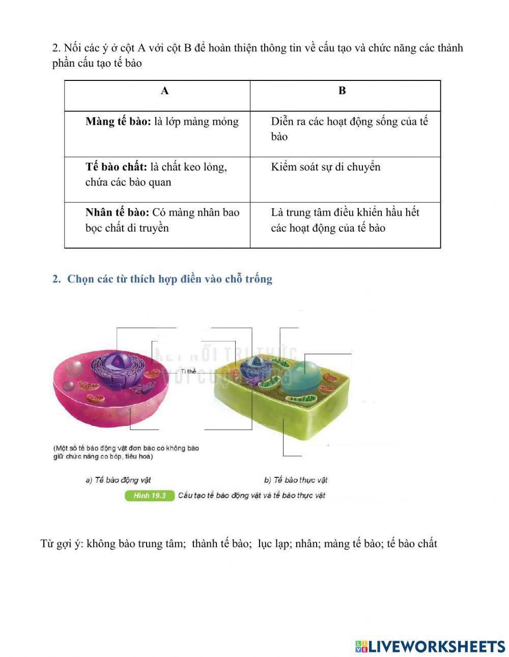 Tế bào động vật và tế bào thực vật