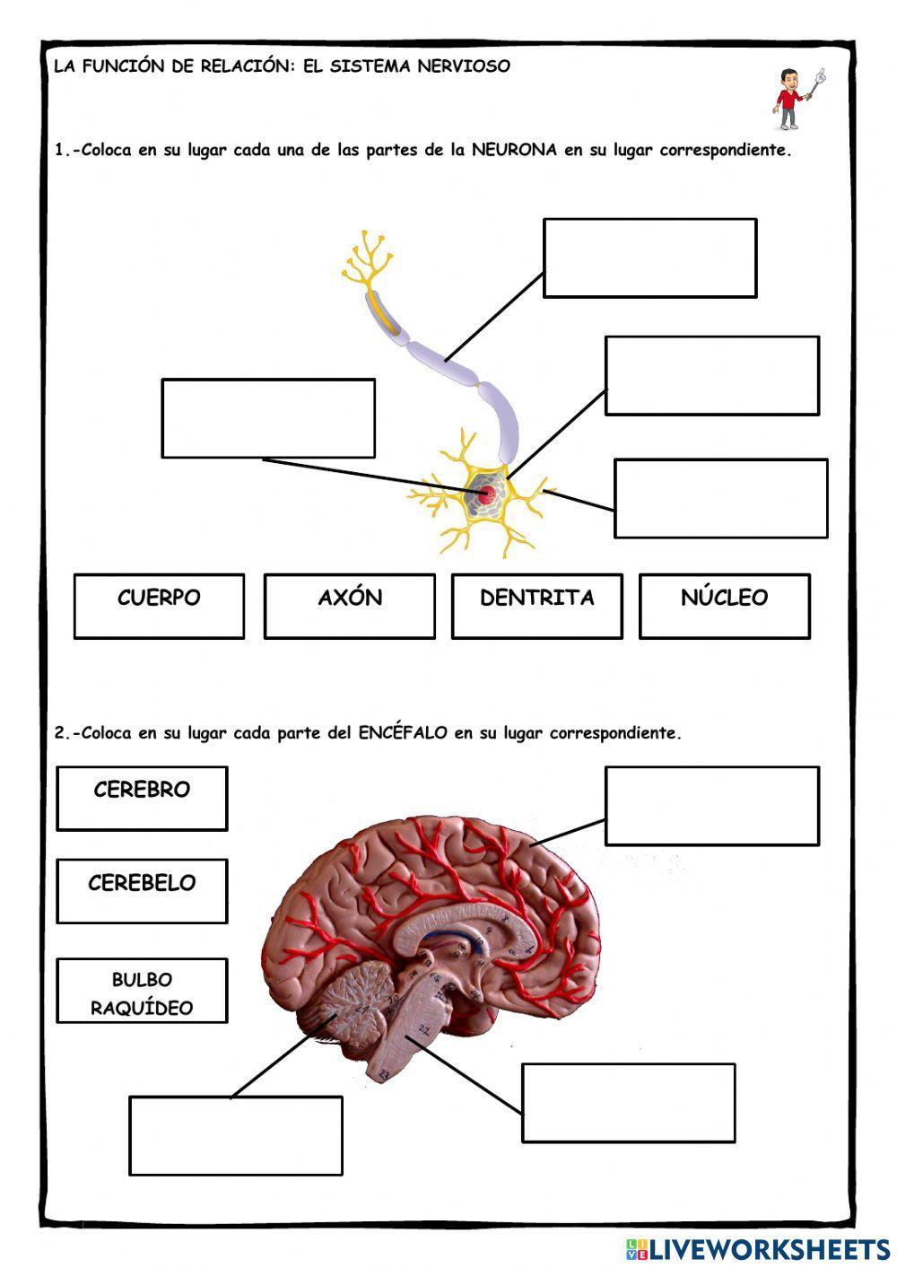 La neurona y el encéfalo