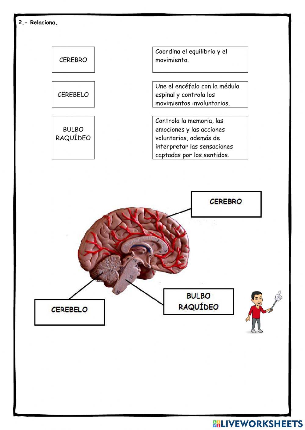 La neurona y el encéfalo (funciones)